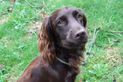 Appeal to get missing spaniel home for Christmas