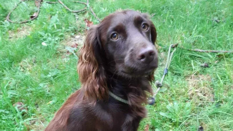 Appeal to get missing spaniel home for Christmas