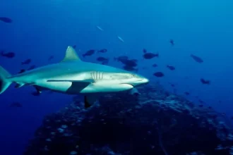 Shark Attack Claims Life of Beloved Pastor at Australia's Great Barrier Reef