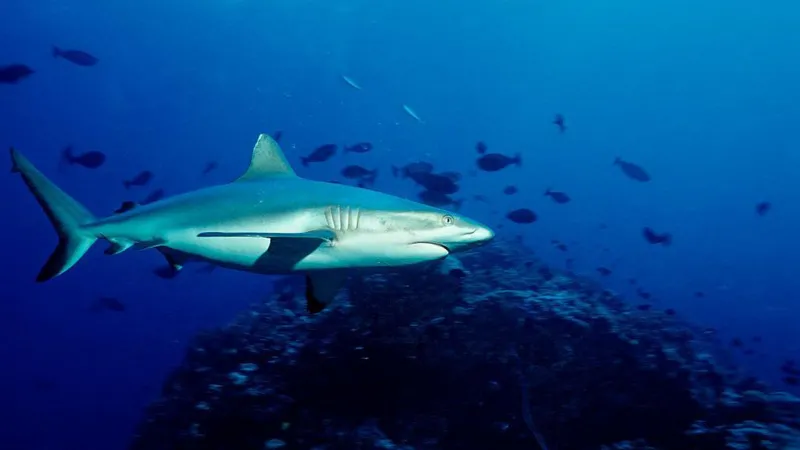 Shark Attack Claims Life of Beloved Pastor at Australia's Great Barrier Reef