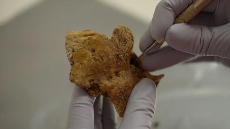 Researchers extracting tiny bones from the ear of a skull fragment of a person that lived more than 1,500 years ago in Yorkshire