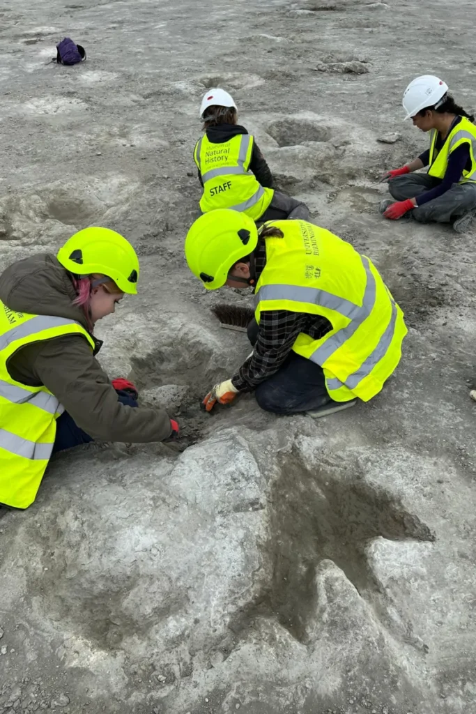 Scientists think these distinctive three-toed prints were made by a Megalosaurus